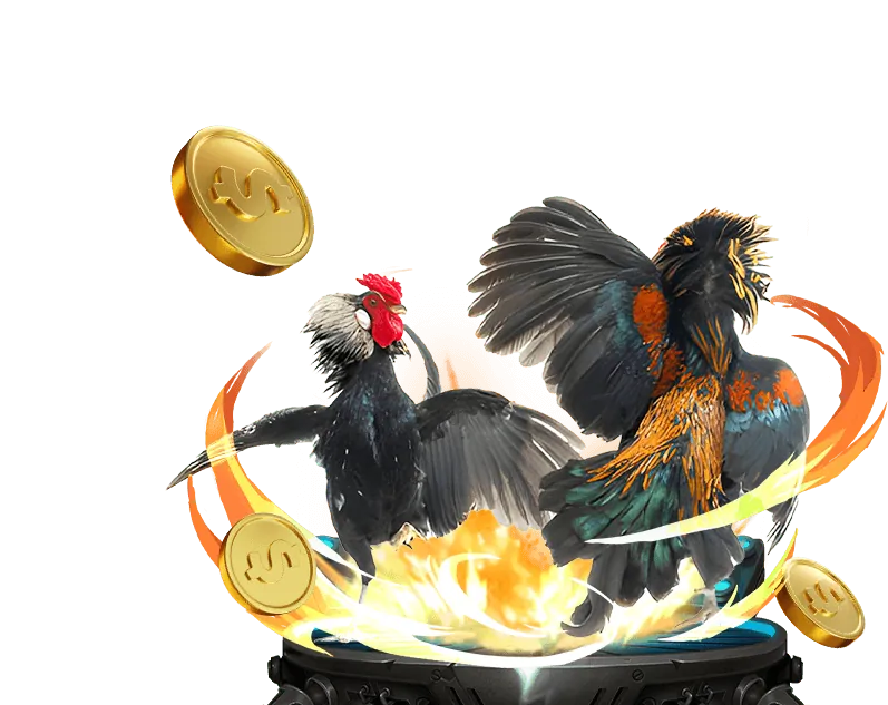 Phân tích thị trường đá gà trực tuyến